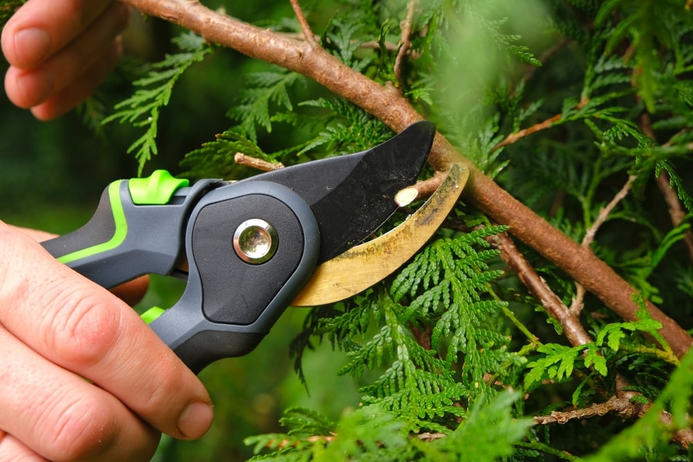 Trimming a bush with secateurs