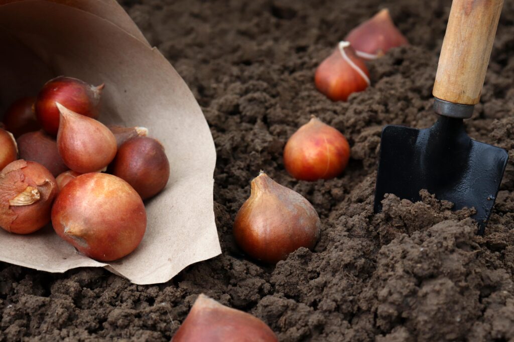 Tulip bulbs in a paper bag on soil