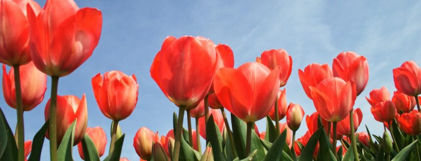 Tulips in the sun