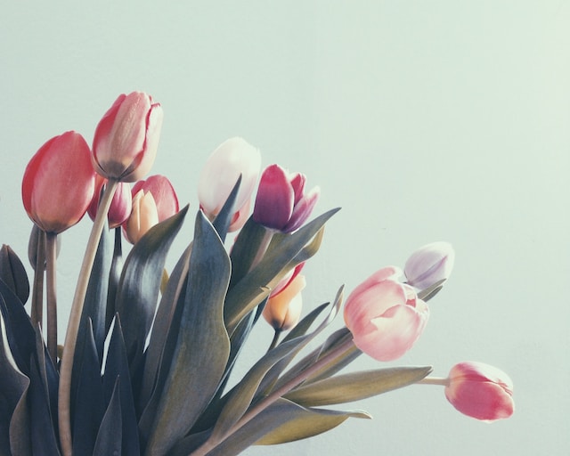A spray of differently-coloured tulips