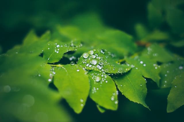 Droplets of water sitting on green leaves
