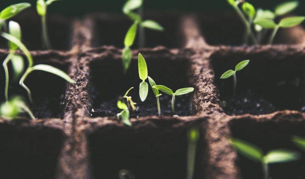 Germinating seeds in a seed tray