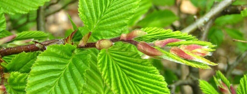 A budding beech hedge