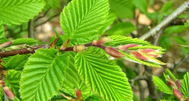 A budding beech hedge