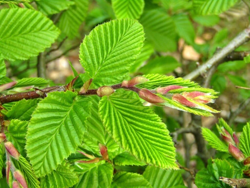 A beech hedge with springtime buds