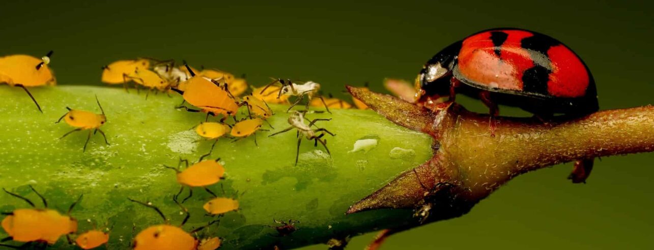 Aphids and a ladybird on a stem