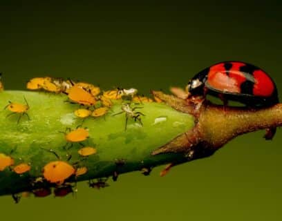 Aphids and a ladybird on a stem