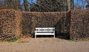 Planting A Beech Hedge: How And When | MOOWY UK