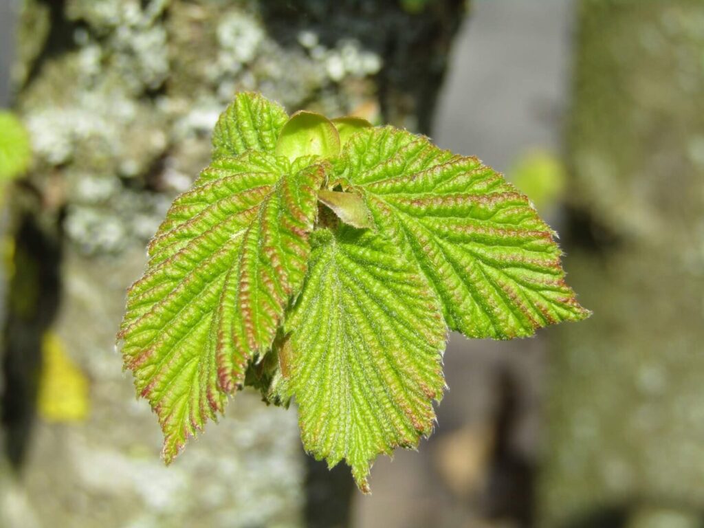 A fresh new leaf on a beech tree