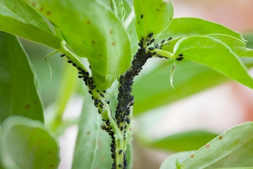 Colony of blackfly aphids crowding a stem