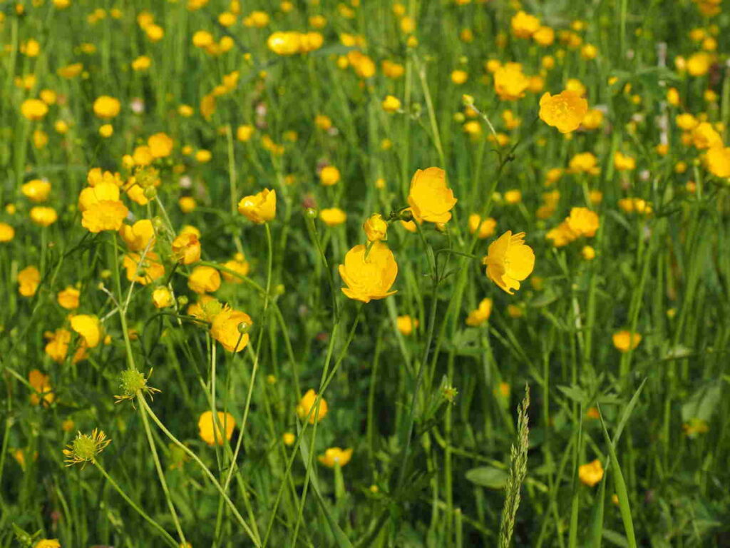 a field of buttercups