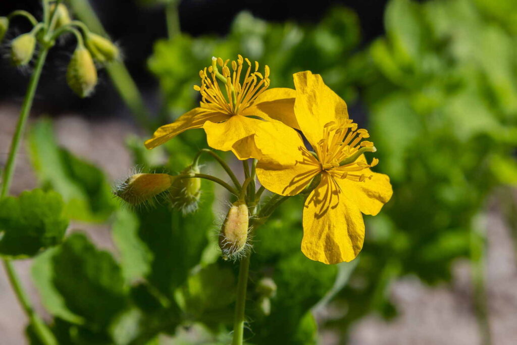 Yellow celandine flowers