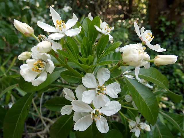 Choista blossoms on the bush