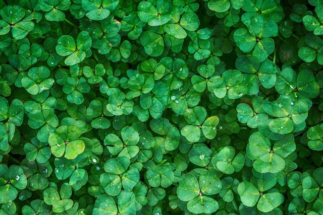 A bush of clover