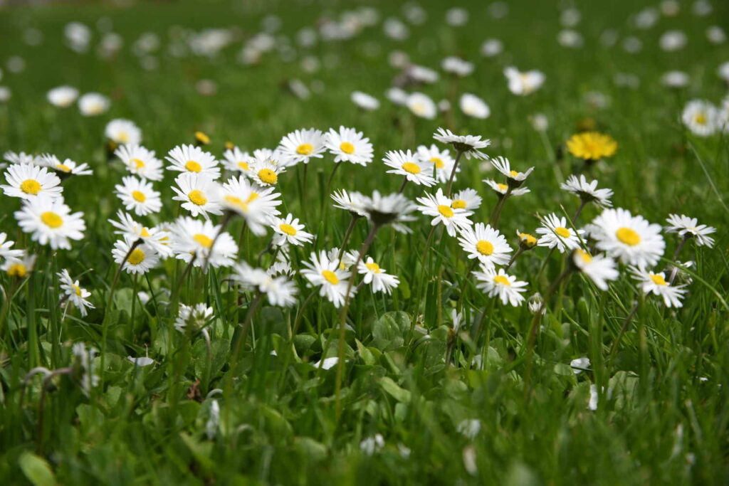 A cluster of daisies in a lawn