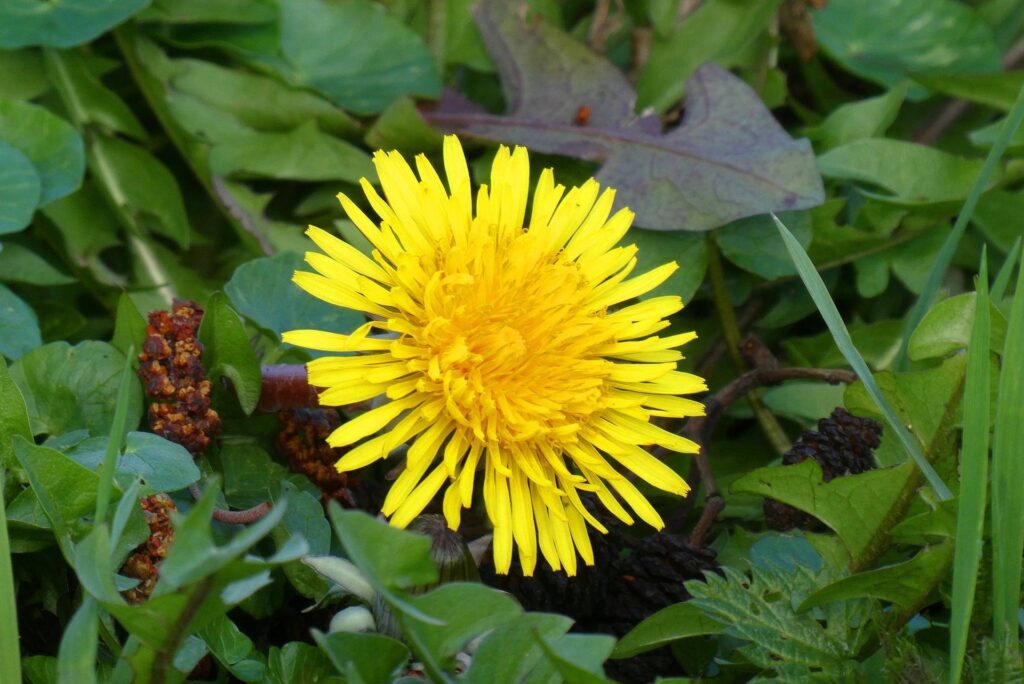 A single dandelion