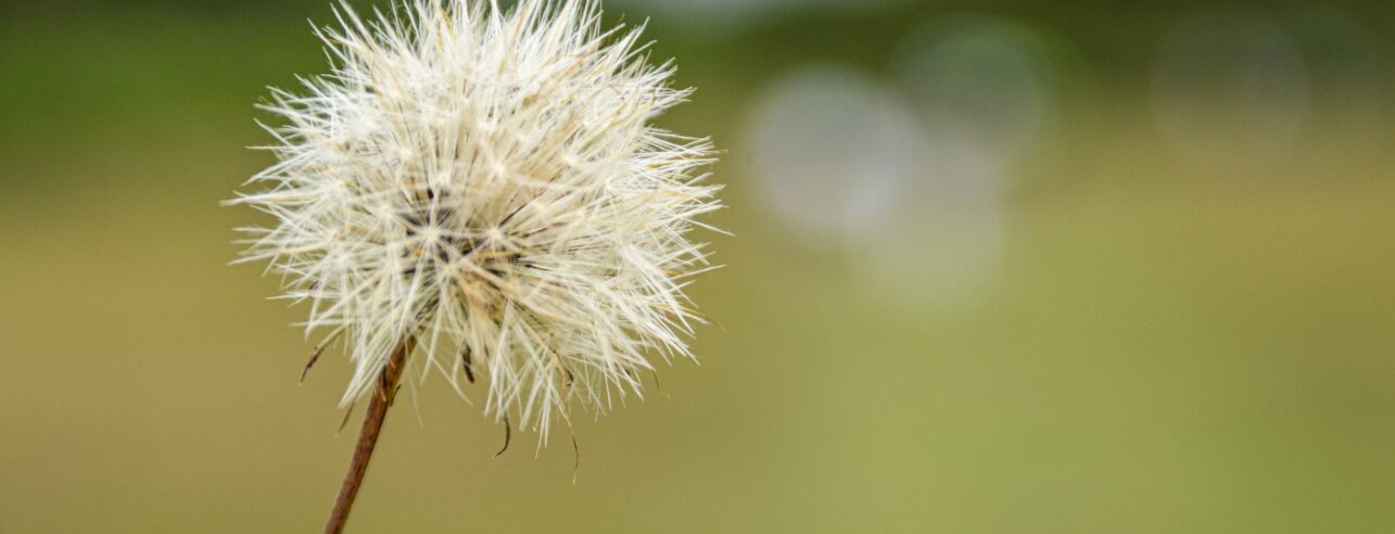 Dandelion weed head