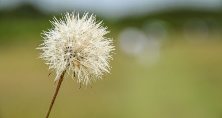 Dandelion weed head