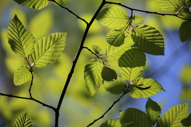 Distinctive beech leaves