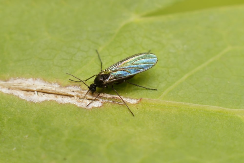 Dark-winged fungus gnats and white flies are stuck on a yellow