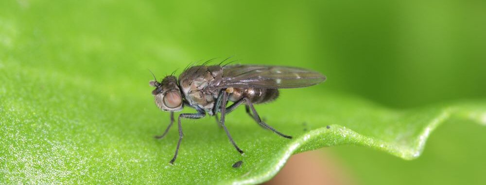 Fungus gnat on a leaf