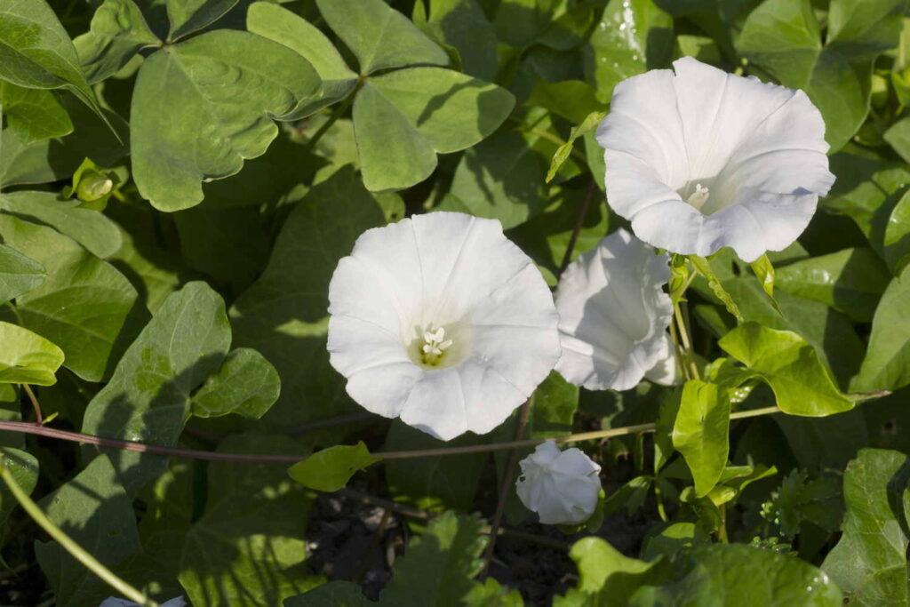 Hedge bindweed with white flowers