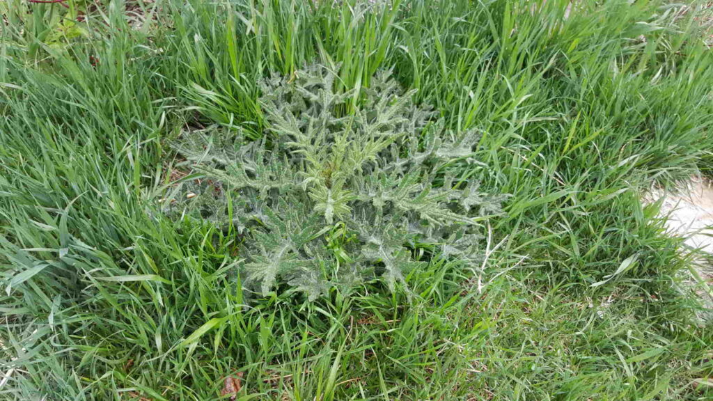 Grass thistle growing in the lawn
