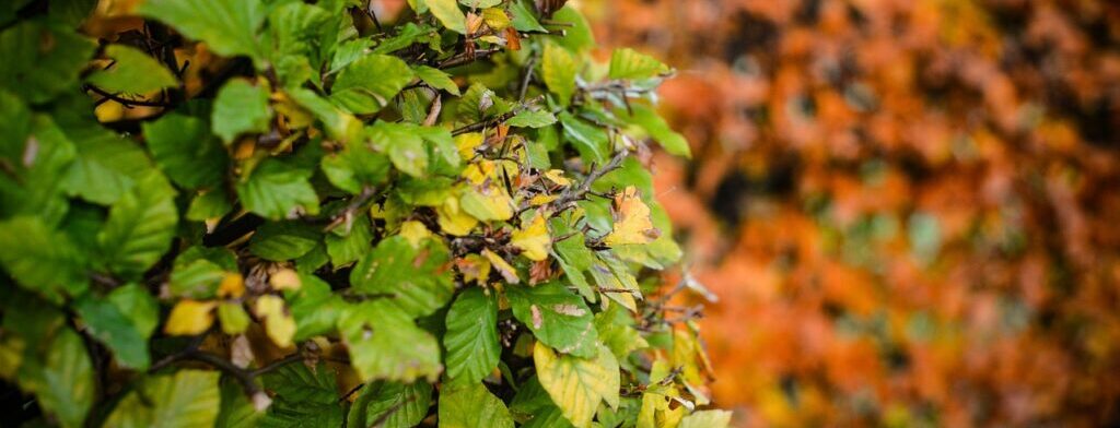 Green beech hedge