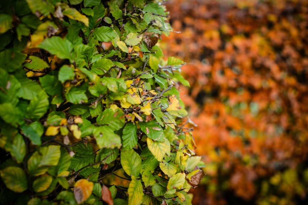 An evergreen beech hedge against blurred out red autumnal leaves
