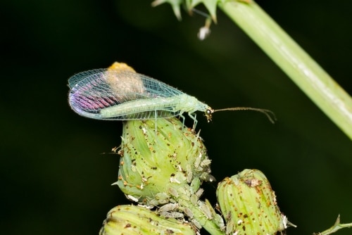 A green lacewing on a budding plant
