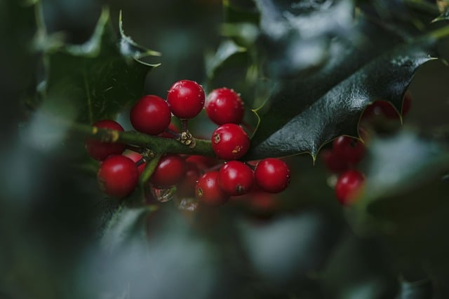 Holly with a bunch of red berries