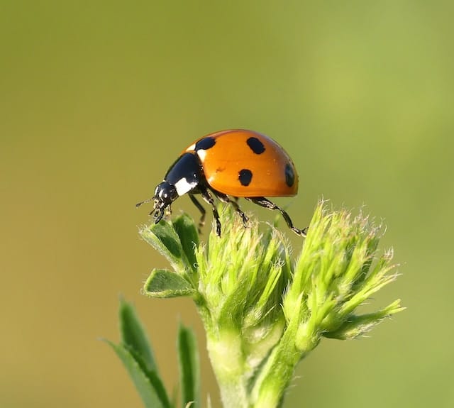 Ladybird on a plant