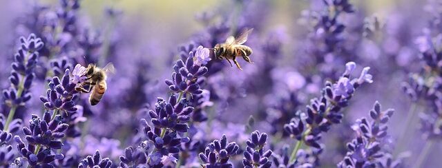 Close up of a bee feeding on lavender
