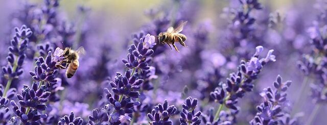 Close up of a bee feeding on lavender