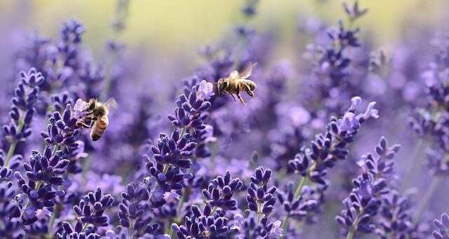 Close up of a bee feeding on lavender