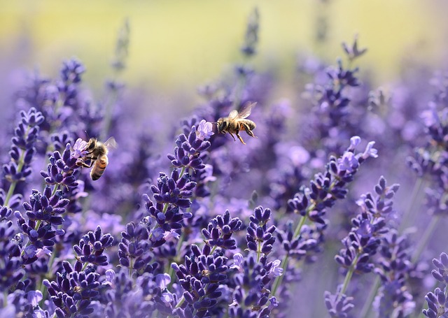 Two bees feeding on vibrant purple lavender