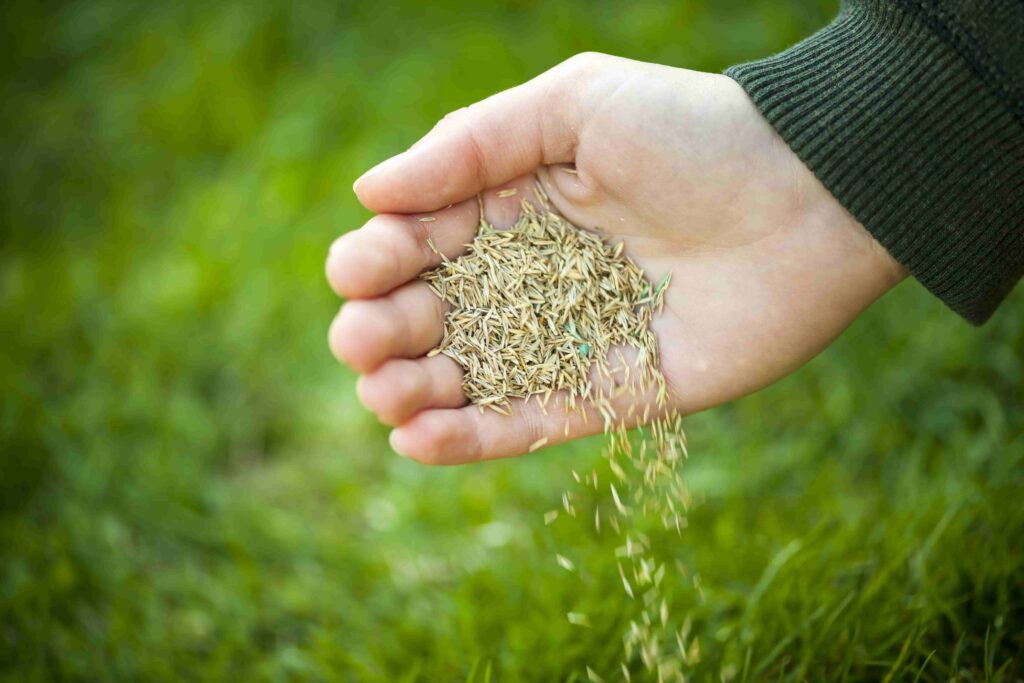 A hand dropping seed onto a lawn for overseeding