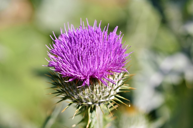 Purple thistle