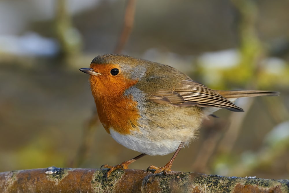 A robin red breast sitting on a branch