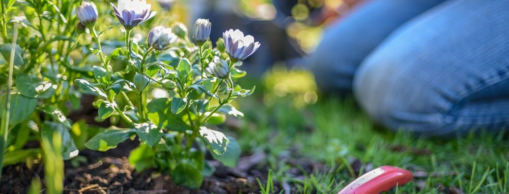 Planting flowers in the garden