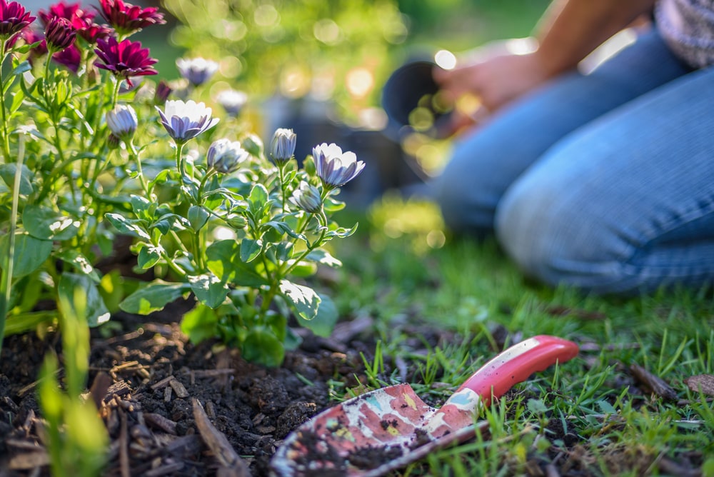 Springtime flowers and gardening tools. 