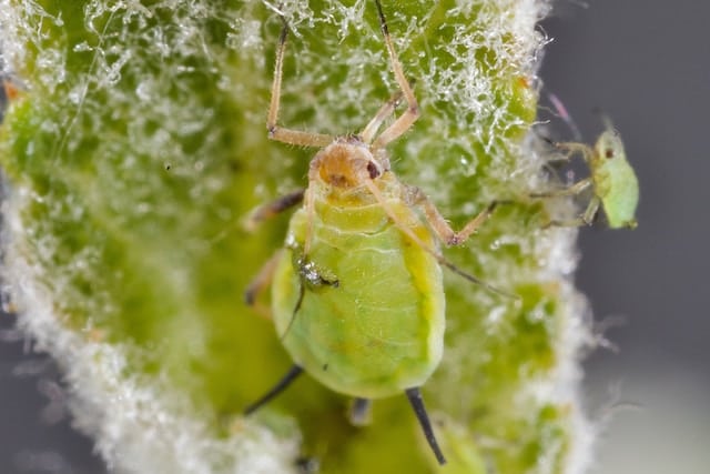Close up of an aphid infecting a plant