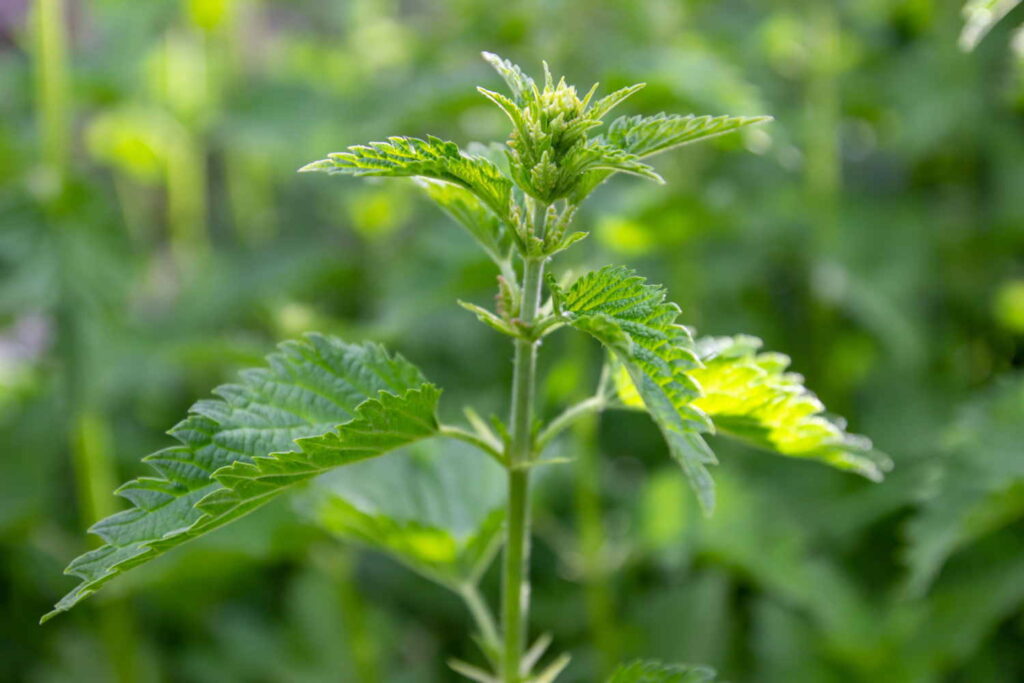 Stinging nettle