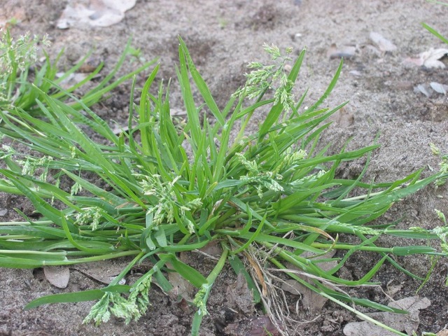 Weed that looks store like grass