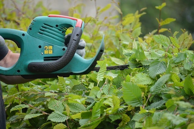 Topping a beech hedge with an electric powertool