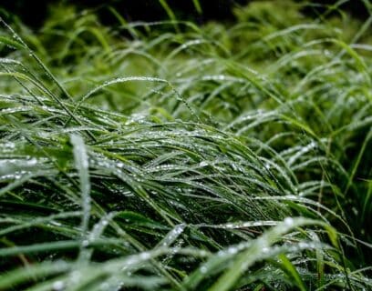 Close up of wet grass