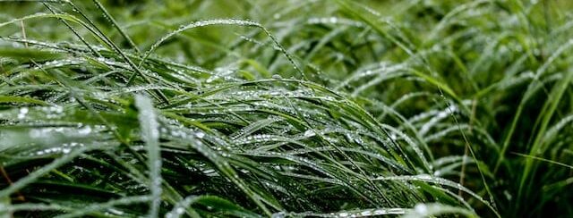 Close up of wet grass