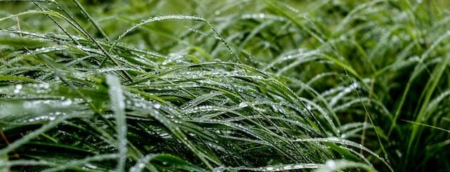 Close up of wet grass