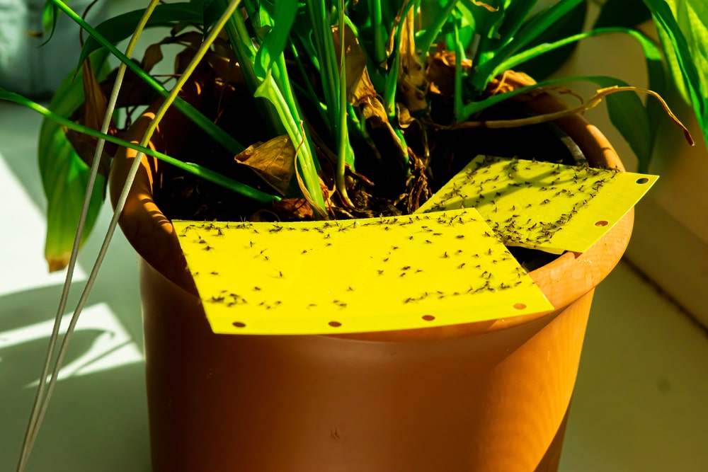 Sticky yellow fly paper sitting in the base of a plant pot. 