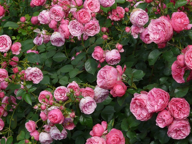 Gorgeous pink roses
